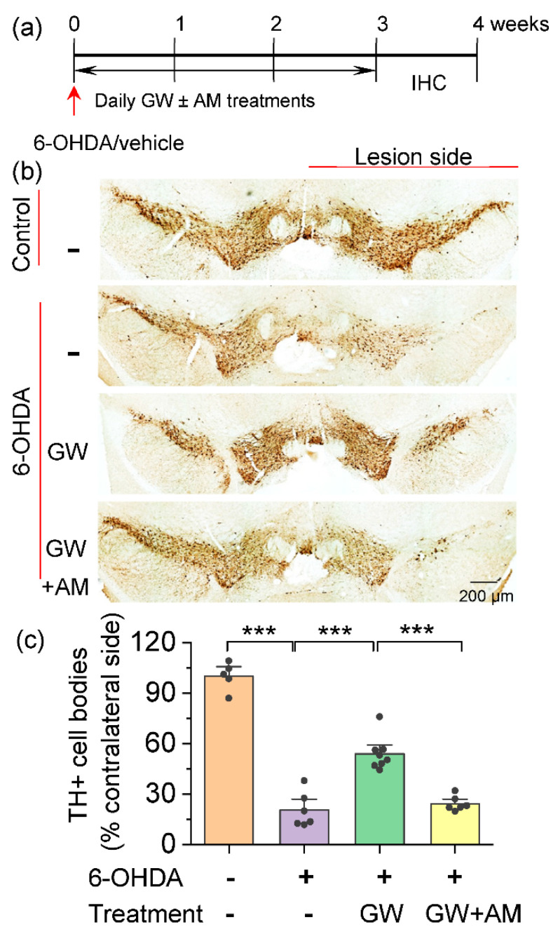 GW842166x (GW) protected against the 6-OHDA-induced loss of dopamine neurons. (a) Timeline of 6-OHDA or vehicle injection, GW/AM630 (AM) treatments and histology. (b) DAB staining for TH+ dopamine neurons in midbrain sections of mice that received intra-striatal injection of 6-OHDA or vehicle and chronic GW or GW + AM treatments. (c) Summarized data showing that the total number of TH+ dopamine neurons (% if contralateral side) in the SNc was significantly decreased in the 6-OHDA group relative to control (*** p < 0.001, 6 sections/mouse; n = 5–6 mice). Chronic GW treatments reduced 6-OHDA-induced dopamine neuron loss (*** p < 0.001, n = 6–8 mice), and this effect was blocked by co-treatment with AM630 (*** p < 0.001, n = 6–8).
