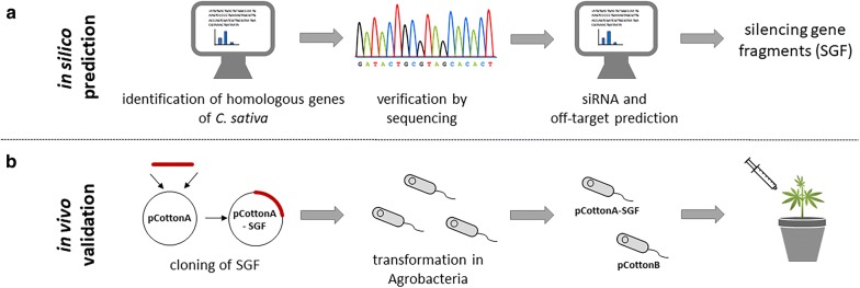 Workflow of a VIGS experiment a after identification of gene sequences and validation by sequencing, suitable siRNAs and off-targets are predicted. Based on these predictions silencing gene fragments were defined. b For in vivo validation silencing fragments are cloned in the VIGS-vectors and transformed in Agrobacteria for infiltration experiments