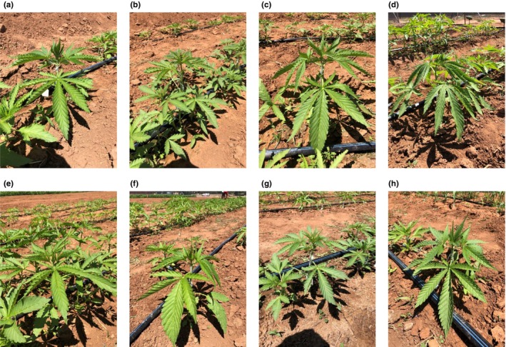 Images of all dioecious Cannabis sativa L. cultivars evaluated at the measurement day (17/02/2020). (a) Yuma, (b) HAN FN‐H, (c) HAN COLD, (d) Bama, (e) HAN NE, (f) Si‐1, (g) HAN FN‐Q, and (h) Puma.