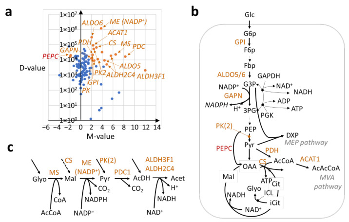 Transcriptional regulation of central metabolism in the trichomes of Cannabis cultivars with respect to stem tissue. (a) M-D plot of mean expression values (TMM) of genes encoding enzymes involved in the central metabolism (the glycolytic pathway, pyruvate metabolism, the pentose phosphate pathway, and the tricarboxylic acid cycle). Filled orange circles denote differentially up-regulated genes of interest, while filled blue circles represent all other genes in the central metabolism. It should be noted that PEPC is significantly down-regulated. (b) Pathway diagram of the central metabolism with corresponding enzyme names marked in red/orange. Note that ICL had very low expression. (c) Similar diagram for NAD(P)H replenishment pathway. Refer to Table S8 for corresponding gene IDs of enzymes. Enzyme abbreviations in numeric and alphabetical order: ACAT1 (acetyl-CoA acetyltransferase cytosolic 1); ALDH2C4 (aldehyde dehydrogenase family 2 member C4, NADH producing [-like]); ALDH3F1 (aldehyde dehydrogenase family 3 member F1, NADH producing); ALDO6 (fructose-bisphosphate aldolase 6, cytosolic); ALDO5 (fructose-bisphosphate aldolase 5, cytosolic); CS (ATP-citrate synthase); GAPDH (glyceraldehyde-3-phosphate dehydrogenase); GAPN (NADP-dependent glyceraldehyde-3-phosphate dehydrogenase); GPI-like (glucose-6-phosphate isomerase, chloroplastic-like); ICL (isocitrate lyase); ME (NADP+) (NADP-dependent malic enzyme); MS (malate synthase, glyoxysomal); PDC1-like (pyruvate decarboxylase 1-like); PDH (pyruvate dehydrogenase, chloroplastic); PEP (phosphoenolpyruvate carboxylase, housekeeping isozyme); PGK (phosphoglycerate kinase); PK (pyruvate kinase, cytosolic); PK2 (plastidial pyruvate kinase 2). Metabolite abbreviations in numeric and alphabetical order: 3PG (3-phosphoglyceric acid); AcCoA (Acetyl co-enzyme A); AcAcCoA (Acetoacetyl CoA); AcDH (Acetaldehyde); Acet (acetate); ADP (adenosine diphosphate); ATP (adenosine triphosphate); citrate (Cit); CoA (coenzyme A); DXP (1-deoxy-d-xylulose 5-phosphate); F6p (fructose-6-phosphate); Fbp (Fructose bisphosphatase); G3P (glyceraldehyde-3-phosphate); G6p (Glucose-6-phosphate); Glc (glucose); Glyo (glyolate); iCit (isocitrate); Mal (S-malate); NAD+ (Nicotinamide adenine dinucleotide); NADH (reduced NAD); NADP+ (NAD phosphate); NADPH (reduced NAD phosphate); OAA (oxaloacetate); PEP (phosphoenolpyruvate); Pyr (pyruvate).