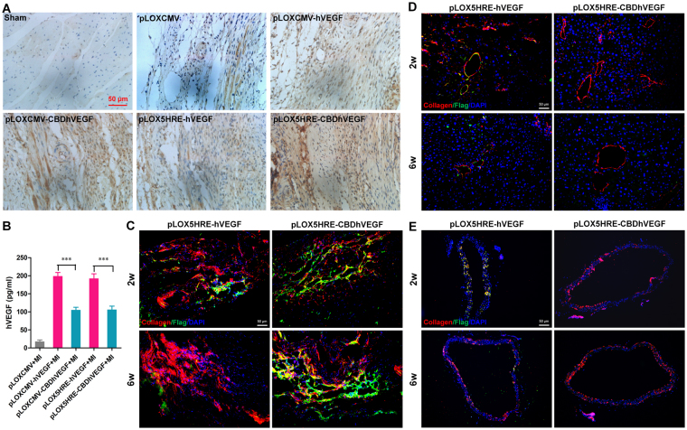 Expression of hVEGF in hypoxic myocardium and serum. (A) The expression of hVEGF in hypoxic myocardium was examined by immunohistochemistry using anti-human VEGF-A antibody. Representative images show increasing expression of hVEGF in mice treated with lentivirus expressing hVEGF, especially CBDhVEGF, compared with mice treated with control virus (scale bar = 50 μm). (B) Human VEGF production in serum was examined by a human VEGF ELISA assay. Results are presented as mean ± SEM (n = 8), ***p < 0.001. (C-E) Co-localization immunofluorescent staining of collagen I (red) and Flag (green) in the infarcted myocardium (C), liver (D) and descending thoracic aorta (E) of mice with injection of pLOX5HRE-hVEGF or pLOX5HRE-CBDhVEGF lentivirus for 2 to 6 weeks.