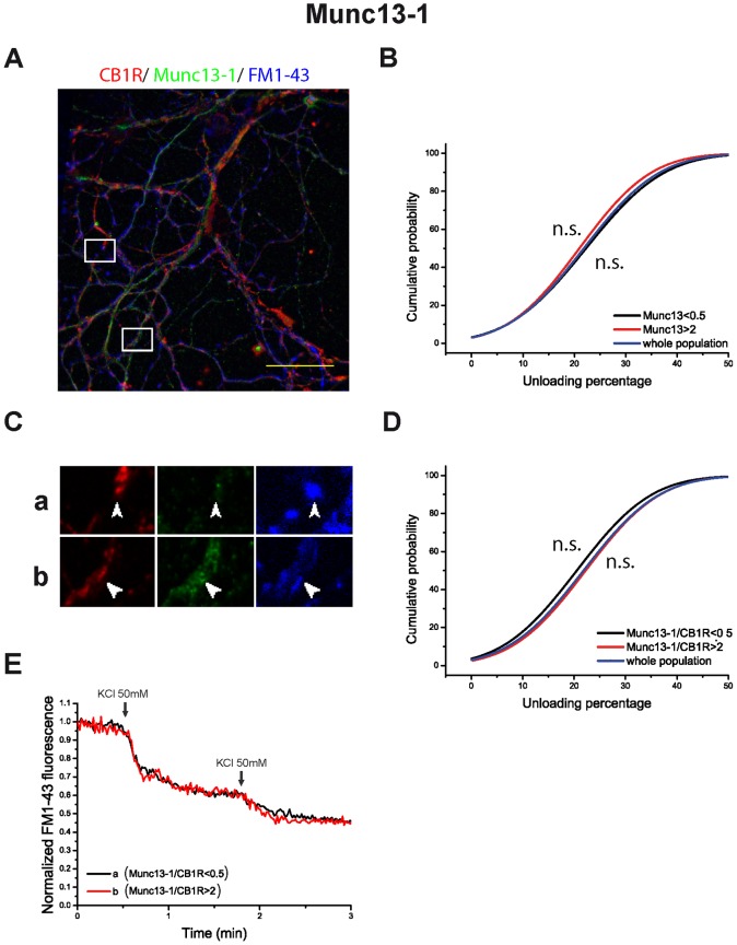 Munc13-1/CB1R ratio does not determine synaptic efficiency in HU-210 treated cells.A) Post hoc immunocytochemical images of FM1-43 loaded synaptic boutons in blue (pseudocolor), anti-CB1R in red and anti-Munc13-1 in green. Selected areas in A are shown at higher magnification in C. Normalized FM1-43 unloading of synaptic boutons according to: Munc13-1 (B) and Munc13-1/CB1 ratios (D) (whole population in blue; subpopulation with protein or ratio value >2 in red; subpopulation with protein or ratio value <0.5 in black). E) examples of FM1-43 unloading kinetics of the individual synaptic boutons shown in C. Traces in B are means of n = 3842 synaptic boutons from 4 covers in whole population of synaptic boutons. n = 594 in Munc13-1>2; n = 1951 in Munc13-1<0.5. Traces in D are means of n = 3842 synaptic boutons from 4 covers in whole population of synaptic boutons; n = 1306 in Munc13-1/CB1R >2; n = 837 in Munc13-1/CB1R<0.5. Scale bar 25 µm. NSp>0.05, compared to whole population (Kolmogorov-Smirnov test).
