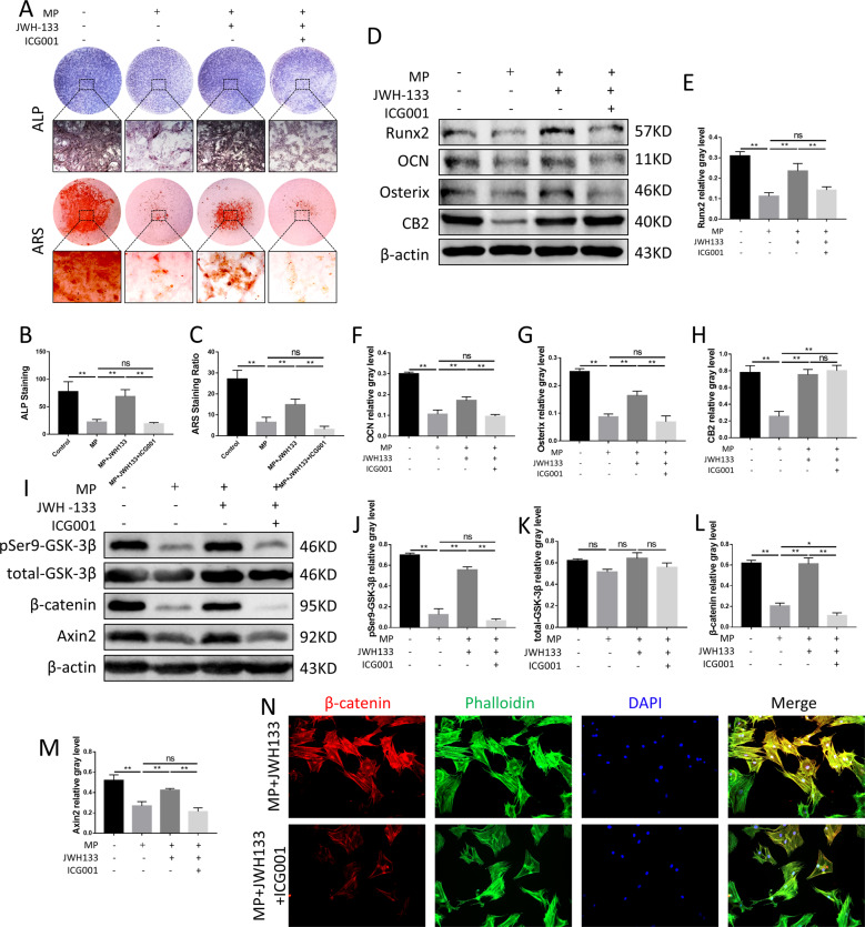 Inhibition of Wnt/β-catenin signaling pathway reversed the osteogenic protective effect of CB2.A–C ALP, ARS staining and analysis, n = 3 per group. D–H Protein expression levels of Runx2, OCN, Osterix, and CB2, n = 3 per group. I–M Expression levels of pSer9-GSK-3β, total GSK-3β, Axin2, and β-catenin, n = 3 per group. N Immunofluorescence staining, red (β-catenin), green (phalloidine), blue (nuclei) (data are shown as mean ± SD, *p < 0.05; **p < 0.01; ns, not significant).