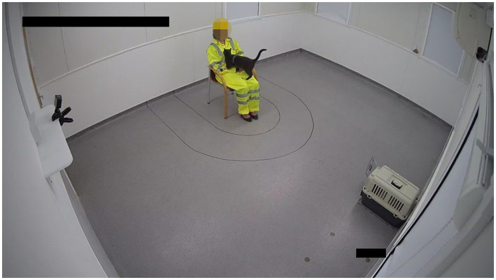A photo of the testing room showing the novel person, 0.5 m proximity line, 1 m proximity line, the cat carrier, and a cat during the “novel person in an unfamiliar test environment” portion of the stress paradigm.