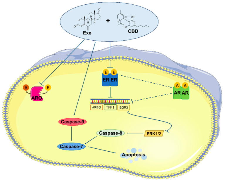 Schematic representation of the effects induced by Exe plus CBD in MCF-7aro cells. This combination compromises the binding of estrogens, produced by aromatase, to ERα, decreasing ERα protein levels and the transcription of some ERα-targeted genes, including EGR3. The reduction in EGR3 levels inhibits the activation of ERK1/2 signaling pathway, which prevents the inhibition of pro-caspase-8, that is converted to caspase-8, and, together with caspase-9, activates caspase-7, promoting apoptosis. Moreover, the effects of the combination on ERα modulate AR through an unknown crosstalk, contributing to the decreased EGR3 levels, avoiding the estrogen-like effect. Exe: Exemestane; CBD: cannabidiol; A: androstenedione; E: estrogens; ARO: aromatase; ER: estrogen receptor; AR: androgen receptor.