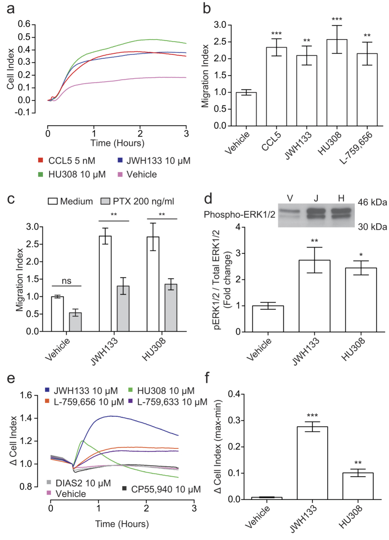 JWH133, HU308 and L-759,656 act as chemoattractants for CB2-/- primary murine macrophages. Bio-gel elicited murine PECs from CB2-/- mice were placed into the upper chamber of a CIM-16 plate and allowed to migrate for 3-4 hours at 37 °C, 5% CO2 toward vehicle (0.3% DMSO), 5 nM CCL5 or 10 μM cannabinoid. (A) Representative trace showing that the chemotaxis-positive CB2 agonists remain chemoattractants for CB2-/- murine macrophages. (B) Quantification of chemotaxis demonstrates that CCL5 (5 nM), JWH133, HU308 and L-759,656 (all 10 μM) significantly induced CB2-/- macrophage chemotaxis. Data are mean ± SEM, n = 5-15 biological replicates with 3-4 technical replicates per condition. (C) Pre-treatment of CB2-/- bio-gel elicited macrophages with PTX (200 ng/ml, 90 min at 37 °C, 5% CO2) significantly reduced JWH133 and HU308-induced chemotaxis (both 10 μM). Data are mean ± SEM, n = 3 biological replicates with 2-3 technical replicates per condition. (D) Bio-gel elicited CB2-/- macrophages were stimulated with either vehicle (0.3% DMSO) or 10 μM cannabinoid. Relative levels of phosphorylated ERK1/2 and total ERK1/2 were determined by western blotting and densitometric analysis confirmed that JWH133 and HU308 significantly elicited ERK1/2 phosphorylation. Data are mean ± SEM, n = 6 biological replicates. A representative phospho-ERK1/2 blot is shown as an insert. (E,F) Bio-gel elicited CB2-/- macrophages were placed into a 96 well E-plate allowed to adhere for 2-3 hours at 37 °C, 5% CO2. Afterwards, cells were stimulated with either vehicle (0.3% DMSO) or cannabinoid (10 μM). (E) Representative trace showing the kinetics of CB2 agonist-induced cytoskeletal rearrangements. (F) Quantification demonstrates that JWH133 and HU308 significantly elicited cell spreading in CB2-/- murine macrophages. Data are mean ± SEM, n = 4-5 biological replicates with 3-4 technical replicates per condition. For B,D,F statistical analysis was conducted by one-way ANOVA with Dunnett’s multiple comparisons correction. For C statistical analysis was conducted by two-way ANOVA with Sidak’s multiple comparisons correction * P < 0.05, ** P < 0.01, *** P < 0.001, comparing all samples to vehicle control.