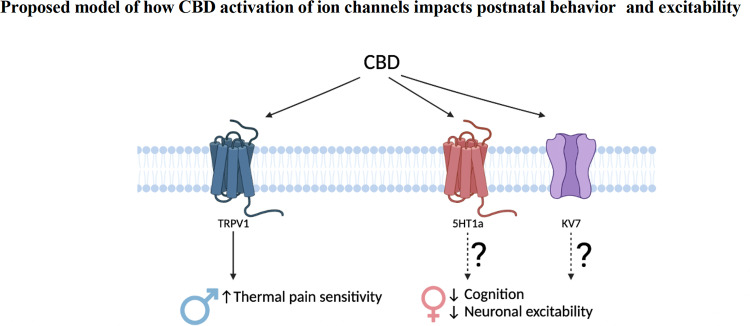 Model of effects of fetal CBD exposure.Fetal CBD exposure increases male thermal pain sensitivity, decreases female problem-solving behaviors, and alters female prefrontal cortex pyramidal neurons. CBD activates TRPV1, 5HT1A, and Kv7.2/3 receptors. TRPV1 regulates thermal pain sensitivity. 5HT1a and Kv7.2/3 have documented roles in neuronal excitability and cognitive function.