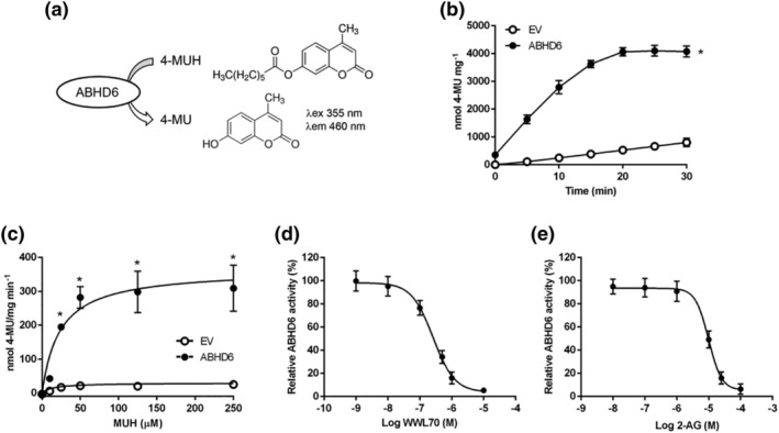ABHD6 assay based on 4‐MUH hydrolysis in HEK‐293T cells overexpressing ABHD6. (a) ABHD6 hydrolyses 4‐MUH producing 4‐MU, a highly florescent compound (excitation 355 nm; emission 460 nm). (b) 4‐MUH hydrolysis by cells expressing empty vector (EV) or ABHD6 (n = 7). (c) ABHD6 activity dependent on 4‐MUH concentration at t = 10 min (n = 6). (d) ABHD6 activity inhibition by WWL70 at t = 10 min (n = 8). (e) 2‐AG competition with 4‐MUH in cells expressing ABHD6 (n = 6). Data shown are means ± SD. *P < 0.05, significantly different from EV; two‐way ANOVA followed by Bonferroni's post hoc correction