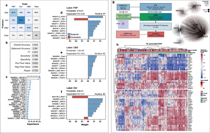 TF networks associated with the astrocytic tauopathy state and regulatory correlates of tufted astrocytes. a Confusion matrix displaying the intersections of the XGB model’s predictions (rows) and the actual labels (columns). Each square contains the percentual proportion of test set samples (= 20% nuclei) with the assigned prediction–label relation. The sums of each row or column are depicted in the rightmost column or bottom row, respectively. The total sample number (i.e., nuclei of the 20% test set-split) is shown in the bottom right corner. b Evaluation parameters of classification performance of the trained XGB model on the 20% test set-split. Overall, more than 82% of predictions were correct (overall accuracy) and the model performs "substantially" with a Cohen kappa of 70.2%. c Overall feature importance values of the top 25 TFMs included in training the XGB model to correctly classify an astrocyte TF representation in general. The x-axis differentiates the feature importance (%) as reported by caret’s varImp function. Immediate-early response candidates (NFAT2/3) and major AP-1 constituents (FOSL2, JUND) were among the most important TFs. d–f Lime feature importance bar diagrams of the most certainly correctly classified barcodes of each group entity. The bar direction and bar color indicate the feature weights (~ importance) assigned to the TFM, which are given as y-axis breaks. Feature weight was assigned to specific TFME value ranges. Each panel is complemented by the group entity label, the model's calculated probability, and the explanatory model’s fit value. g Bioinformatical concept of the RTN analytical approach to link a neuropathological phenotype to TF information. A regulon network was inferred from published bulkRNA-seq data in PSP TCX and filtered subsequently for those regulons that showed phenotype association (i.e., gene set enrichment of DEGs with histopathological TA grading in PSP cortices). Thereby, a TA-associated regulon activity profile was deduced, which was employed as TF reference in an integration part with snATAC-seq data-derived astrocytic TF activity patterns. Ultimately, this approach served to refine pTau-inclusion pathology-associated astrocytic PSP/CBD signatures. On the right, a set of TA-linked regulons illustrates the modularity of TF-gene-interactions (color code), the inter-modular connectivity suggesting co-regulation exerted by regulators on common genes, and the presumed presence of distinct groups of TFs. h Activity heatmap of those regulons that are enriched with TA grading in PSP TCX and whose regulon activity is significantly different between PSP and Ctrl TCX samples (p < .05, BH-corrected). Regulons in the upper part correlate negatively, those in the lower part correlate positively with TAs in PSP cortices. Every column corresponds to a single TCX sample and every row to a gene while color shade indicates the extent of regulon activity change. Rows and columns were clustered hierarchically (Euclidean distance, Ward-D2 method) and results indicated as dendrograms. The colored overlay informs about the age at death, sex, and definitive neuropathological diagnosis. Gene names comply with the Ensembl IDs. DEG differentially expressed gene, GSEA gene set enrichment analysis, Neg Pred Value negative predictive value, Pos Pred Value positive predictive value, RTN Reconstruction of Transcriptional Networks, TA tufted astrocyte, TCX temporal cortex, RAP regulon activity profile, XGB extreme gradient boosting tree