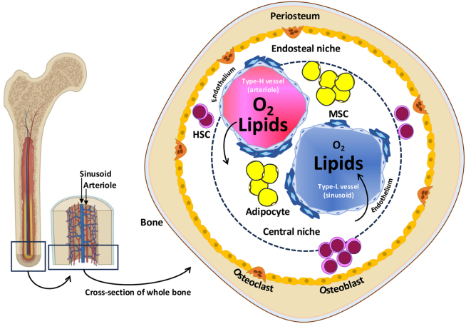 Simplified overview of the bone marrow (BM), focusing on the major blood vessels that supply oxygen (in erythrocytes) and lipids (in lipoproteins) from the bloodstream, and on the expected localities of the stem cells of hematopoietic and mesenchymal origins (HSCs and MSCs, respectively), including the progeny (osteoblasts and adipocytes) of MSCsThe partial pressure of oxygen is highest at the entry of the arteriole into the BM and decreases with its use in the respiratory system of the cells, while lipids are expected to be similar in amount at the exit of the sinusoid by a potential balance of inputs and outputs under normal conditions. The figure was partially realized with www.biorender.com.