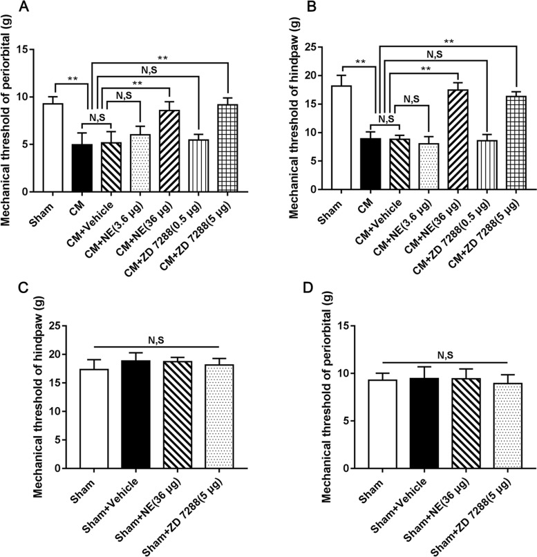The effect of NE and ZD 7288 on hyperalgesia in CM rats. A and B The mechanical pain thresholds of the periorbital region and hindpaw in the CM group were substantially lower than those in the Sham group, and there was no obvious difference between the CM and CM + Vehicle groups. Compared to the CM + Vehicle group, the mechanical pain thresholds of the periorbital region and hindpaw in the CM + NE (36 μg) and CM + ZD 7288 (5 μg) groups were both profoundly elevated. The mechanical pain thresholds of the periorbital region and hindpaw did not show substantial differences among the CM + Vehicle, CM + NE (3.6 μg), and CM + ZD 7288 (0.5 μg) groups. (n = 6/group, **p < 0.01, N, S, not significant). C and D. No substantial difference was found in the mechanical pain thresholds of the periorbital region and hindpaw among the Sham, Sham + Vehicle, Sham + NE (36 μg), and Sham + ZD 7288 (5 μg) groups. (n = 6/group, N, S, not significant)