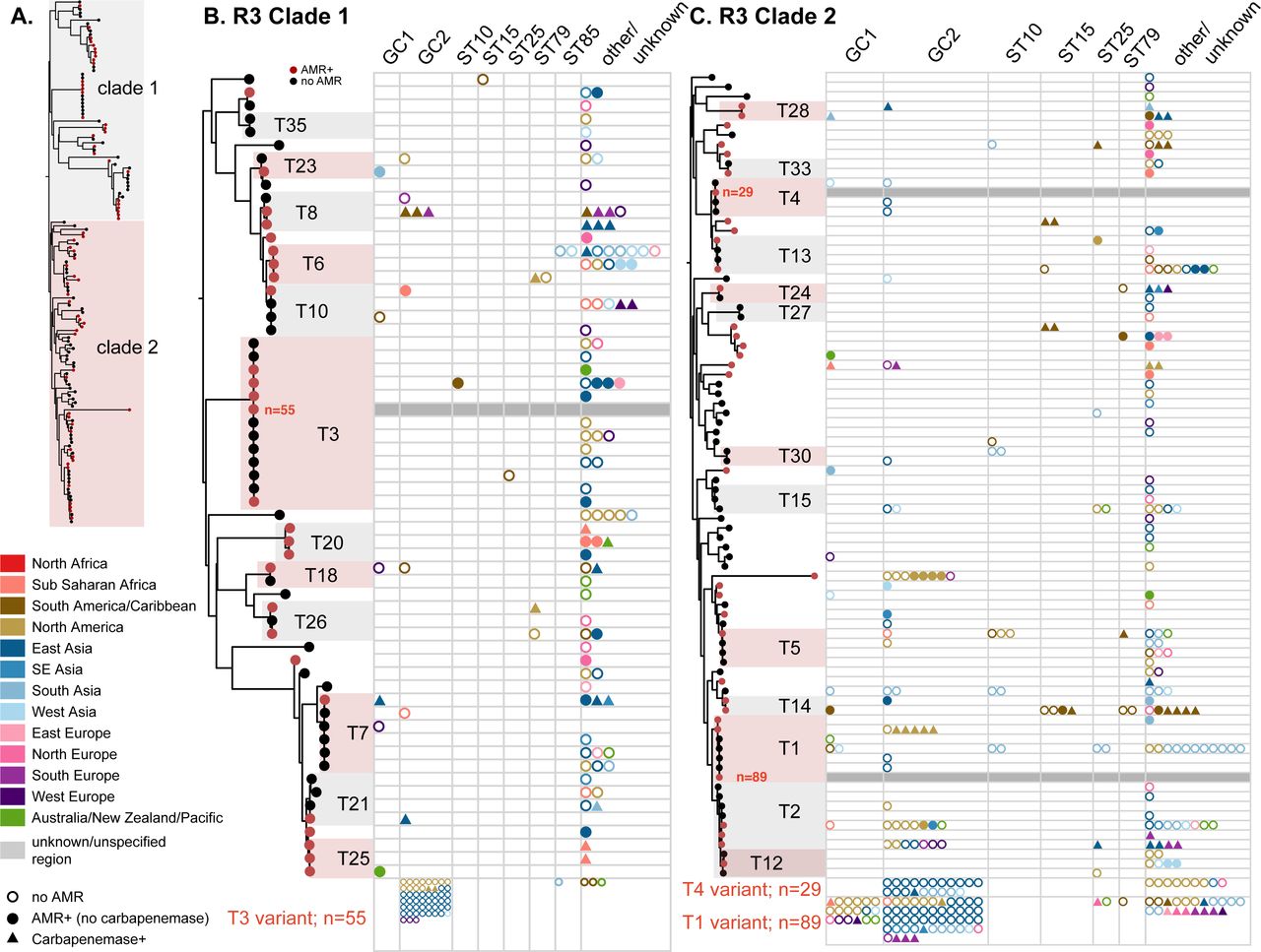 Phylogenetic relationship and distribution of antimicrobial resistance determinants in R3-type plasmids across major globally distributed sequence types and global clones. The overall phylogenetic tree is depicted in panel A), and clades 1 and 2 shown in greater resolution in panels B) and C), respectively. Nodes that are coloured red correspond to plasmid types where the presence of antimicrobial resistance genes is detected in at least one plasmid. Plots in panels B and C show the number of plasmids linked with a particular plasmid type; each data point corresponds to a unique plasmid, grouped by chromosomal sequence type/clone, and is coloured by geographical region as shown in the Figure key. Empty circles indicate plasmids with no AMR, triangles indicate plasmids with carbapenemases and filled circles represent plasmids with AMR (no carbapenemase). Data for three variants corresponding to R3-T3, R3-T4 and R3-T1 types are separately shown at due to spacing.