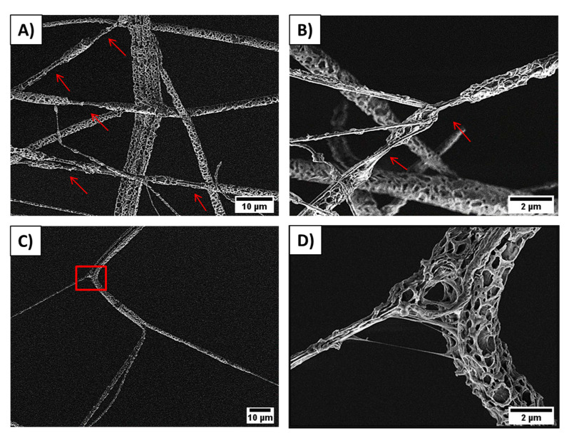 SEM images showing pPCL random fibers stretching and the formed interlocking systems between pores: (A) fiber necking formed after fiber interlocking, (B) overlapped pPCL fibers forming necking areas marked with arrows, (C) individual fibrils in pPCL fiber stick together and stretched, and (D) zoom in to the square marked in the previous image, showing the interaction between two connected fibers during the tensile testing, see also Movie S2 in the Supplementary Material.
