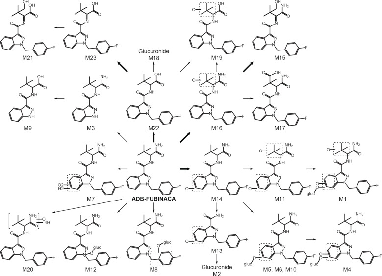 ADB-FUBINACA suggested metabolic pathway. M20 accurate mass and fragmentation pattern suggest the loss of four hydrogen atoms and the addition of an oxygen on ADB-FUBINACA dimethylbutanamide moiety but its structure was not fully elucidated. Bold arrow, major pathway; gluc, glucuronide.