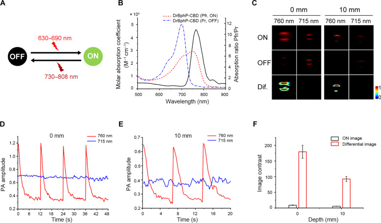 Spectral and PA properties of DrBphP-CBD.(A) Photoswitching scheme of DrBphP-CBD induced by 730 to 808 nm (ON state, Pfr) and 630 to 690 nm (OFF state, Pr) light irradiation. (B) Molecular absorption spectra for DrBphP-CBD in ON and OFF states, featuring an absorption coefficient ratio (ON/OFF) of approximately 11 at 760 nm. (C) Representative PA images of DrBphP-CBD in water and within chicken breast tissue at 760 and 715 nm, delineating the ON and OFF states along with their differential response (Dif.). Reversible switching properties of DrBphP-CBD in water (D) and chicken breast tissue (E) under alternating light exposure. PA signal of DrBphP-CBD remains stable when exposed to 715-nm laser pulses. (F) Contrast analysis between ON and differential images at various tissue depths. Data are presented as mean ± SD (n = 3).