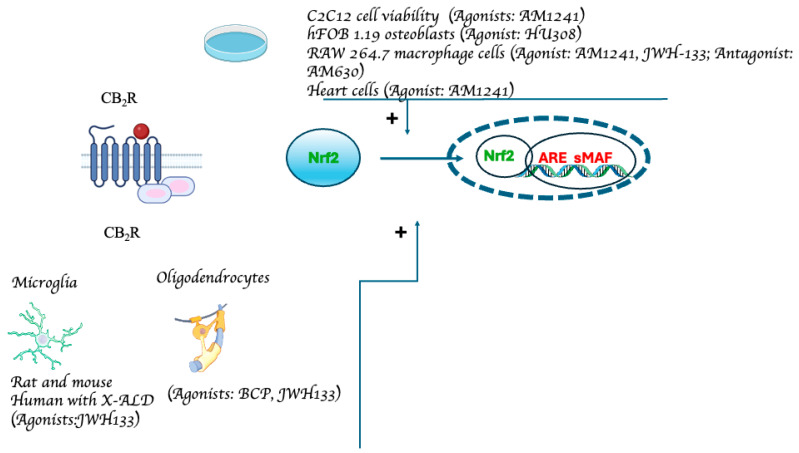 Experimental models demonstrating CB2R-mediated Nfr2 pathway activation. The data from studies investigating the relationship between Nrf2 and cannabinoids via CB2R receptors are compiled in the figure. The receptor’s structure and the Nrf2 pathway have been simplified and schematized to aid in the understanding of the figure (from: [48,52,60,61,77,79,80,81]).
