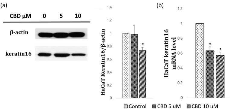 Inhibition of hyperkeratinization by CBD treatment in HaCaT cells. HaCaT cells were subjected to CBD treatment at concentrations of 0 µM, 5 µM, and 10 µM for a duration of 24 h. (a) Western blot analysis was employed to validate the reduction in keratin 16 levels. (b) Alterations in the mRNA expression of keratin 16 were verified through real-time PCR. CBD, cannabidiol. *, P < 0.05