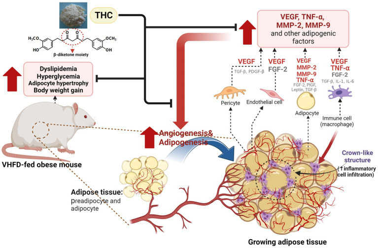 Proposed model for the effect of THC on adipose angiogenesis in very high-fat diet-induced obesity mouse model. THC treatment resulted in decreased weight gain, visceral fat weight, adipose tissue mass, and inflammatory cell infiltration, as indicated by the reduction of crown-like structures (CLSs) in visceral white adipose tissues of VHFD-induced obese mice. This reduction led to an improvement of metabolic dysfunction, including dyslipidemia and hyperglycemia. Additionally, THC exerts anti-obesity activity by inhibiting angiogenesis through the reduction of angiogenic factors (VEGF and TNF-α) and extracellular matrix remodeling through the reduction of MMP-2, and MMP-9.
