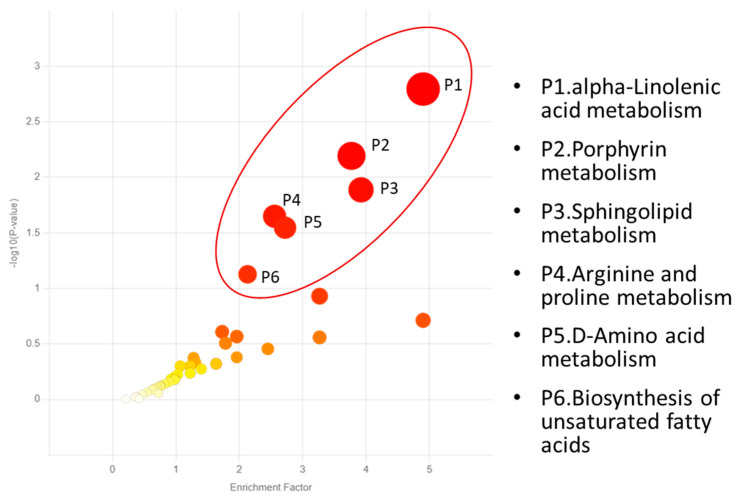 Six metabolic pathways were significantly influenced by hemp fiber supplementation across all time points (interaction effects, p < 0.05). The color and size of each circle corresponds to its p-value and enrichment factor, respectively. The large red circles indicate the most significant pathways influenced by hemp fiber supplementation.