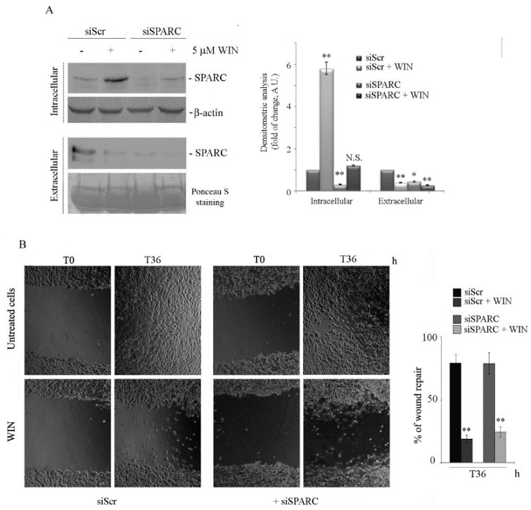 The effect of WIN on MG63 cell migration is not dependent on SPARC. (A) The effect of SPARC siRNA (siSPARC) on the protein level under 5 µM WIN treatment in both intracellular or extracellular fractions. β-actin blot or Ponceau red staining were reported as a loading control for intracellular or extracellular protein levels, respectively. Representative blots of three independent experiments and densitometry analysis histograms are depicted. (*) p < 0.05, (**) p < 0.01 compared to the untreated sample at the same time point. N.S. not significant. (B) Effects of siSPARC on cell migration in comparison with scramble control (siScr). Pictures reported were taken at T36 after wounding (magnification 200×). The average distances between cells at the edges of the gaps in the wound healing assay were estimated through ImageJ software. On the right panel, a graph of the mean percentage area healed at T36 post-wounding is shown. (**) p < 0.01 compared to untreated cells at the same time point. N.S. not significant.