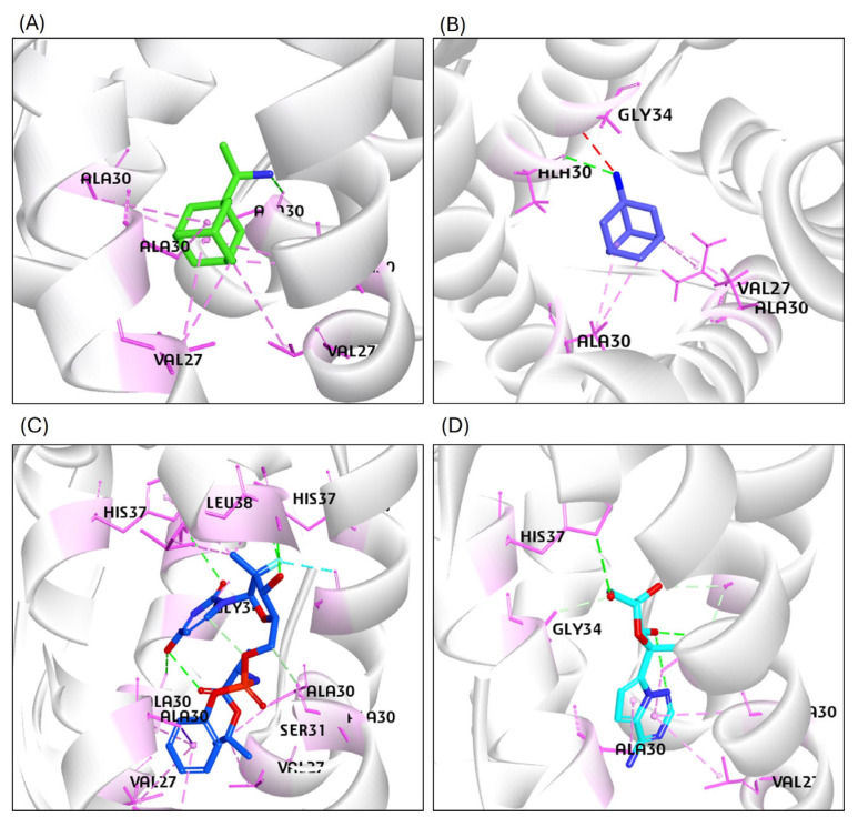Results of the molecular interaction model of the tested compounds and the binding sites of the H5N1 clade 2.3.4.4b M2 tetrameric channel protein. (A) The Rimantadine (standard) interacted with the M2 protein residues of Chain-1 through hydrogen bonds: (AlA30; Chain 2: VAL27, ALA30; Chain 3: ALA30; Chain 4: VAL27, ALA30). (B) The Amantadine (standard) interacted with the M2 protein residues of Chain-2 through hydrogen bonds: (VAL27, ALA30); (Chain 3: ALA30); (Chain 4: ALA30, GLY34) amino acid residues of the M2 protein. (C) The sofosbuvir interacted through hydrogen bonds with M2-Chain 1: (VAL27, AlA30, GLY34, HIS37); Chain 2 through (ALA30, SER31, HIS37, LEU38); Chain 3 through (VAL27, ALA30, HIS37); and Chain 4 through (VAL27, ALA30, GLY34, HIS37) amino acid residues of the M2 protein. (D) The GS441524 compound interacted with hydrogen bonds with the M2-Chain 1: (AlA30, GLY34); Chain 2: (SER22, VAL27, ALA30); Chain 3: (ALA30, and HIS37) amino acid residues of the M2 channel protein.