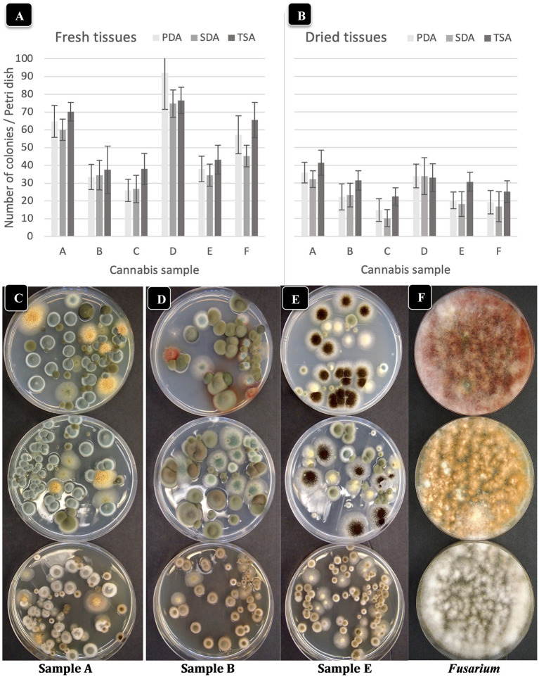 Comparison of three agar media for the recovery of yeasts and molds originating from fresh and dried cannabis samples. The three media tested were PDA (potato dextrose agar containing 140 mg/L streptomycin sulfate), SDA (Sabouraud dextrose agar) and TSA (tryptic soy agar). The same sample source was used for the fresh and dried tissue analysis. (A,B) The results from six cannabis samples are shown, where each sample is represented by a different plant source and/or genotype. The samples were run in duplicate and the extracts were plated onto 4 Petri dishes (n = 8) for each sample. The number of colonies per Petri dish was rated after 5 days of incubation at 23°C. The vertical bars represent means for each sample with standard error bars reflecting 95% confidence intervals around the mean. Dried tissues showed consistently lower colony numbers compared to fresh samples. (C–F) The morphological appearance of colonies of yeasts and molds on the three different media tested. Results from samples (A,B,E) are shown. In each row, the top dish contains PDA + S, the middle dish contains SDA and the bottom dish contains TSA. While colony numbers were similar across all media, morphological differences between colonies of different species were most clearly seen on PDA + S. Colonies of TSA were much smaller in size compared to the other two media. In the far right panel, Fusarium was plated out to show the more distinct colony color and morphology on PDA + S compared to the other two media.