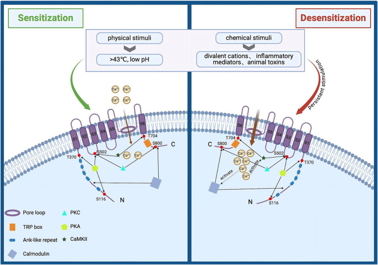 Structural and functional overview of TRPV1 activation and desensitization. TRPV1 is composed of three parts: intracellular N and C termini, six transmembrane domains (S1–S6), and a pore loop region formed between S5 and S6. It can be activated by various physical and chemical stimuli, such as noxious heat (>43°C), divalent cations, low pH, inflammatory mediators, and animal toxins. Activation of this channel leads to significant influxes of Ca2+ and Na+, causing neuronal depolarization and action potential discharge. Prolonged stimulation enhances TRPV1 activation, reducing neuronal excitability and resulting in near or complete insensitivity to subsequent stimuli, a phenomenon known as specific desensitization. Additionally, elevated intracellular calcium levels can activate the calcium-dependent protease calpain, which degrades cytoskeletal components within axons, leading to axonal structural damage and functional loss.