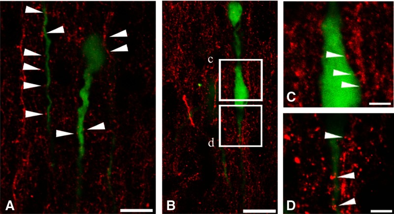 Confocal analysis of CB1-IR fibers and GnRH-GFP neurons provides evidence for CB1-IR neuronal input to GnRH neurons. GnRH neurons (green) occur embedded in a dense field of CB1-IR axons (red) in the POA. Arrowheads in A, C, and D indicate CB1 containing axons that form contacts with the perikaryon and dendrites of GnRH neurons. Boxed areas in B correspond to C and D at higher power. Scale bars, 15 μm (A and B) and 5 μm (C and D).