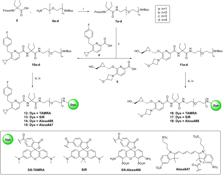 Synthesis of fluorescent probes. Reagents and conditions: (i) HATU, DIPEA, DMF, rt, 1 h; (ii) (1) DBU, HOAt, DMF, rt, 20 min; (2) 8 or 9, HATU, DIPEA, DMF, rt, 10 h; (iii) TFA (9 equiv.), CH2Cl2, 0 °C to rt, 3 h; (iv) for compounds 13, 15, 17 and 18: HATU, dye, DIPEA, DMF, rt, 10 h; for compound 12: EDC·HCl, HOAT, dye, DIPEA, DMF, rt, 10 h; for compound 14: dye, DIPEA, DMF, rt, 10 h; for compound 16: see the ESI.†
