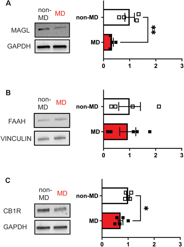Maternal deprivation (MD) decreases the abundance of both MAGL and CB1R in LHb whole protein lysates, but not FAAH in adulthood (Postnatal days 70–80) in response to ELS at Postnatal day 9. Bar graphs represent fold changes in the abundance of protein with respect to non-MD rats. (A) MD decreases total MAGL abundance (non-MD, n = 4; MD, n = 4; t(6) = 3.543). (B) MD does not significantly affect FAAH abundance (non-MD, n = 4; MD, n = 5; t(7) = 0.1360). (C) MD decreases CB1R abundance (non-MD, n = 4; MD, n = 5; t(7) = 2.522). *p < 0.05, **p < 0.01 by unpaired t-test.