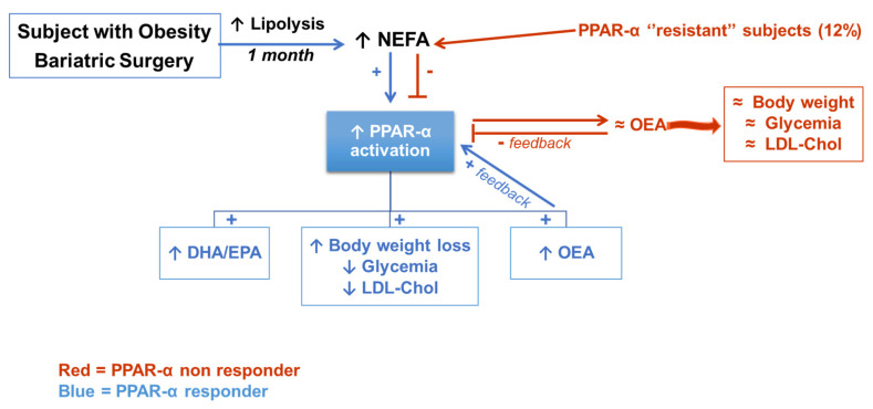 The increased NEFA released from adipose tissue may activate PPAR-α which induces PUFA metabolism, FA β-oxidation and increased circulating OEA levels further enhance PPAR-α activation and hence induce body weight loss and improved glucose and lipid metabolism. In red the putative mechanism which may explain why four subjects (12%) did not respond in the same way to circulating NEFA, leading us to hypothesize a ’’resistance’’ to PPAR-α activation. Red, PPAR-α non responder subjects; Blue, PPAR-α responder subjects; ↑, increase; ↓, decrease; +, positive regulation; -, negative regulation; ≈, unchanged.