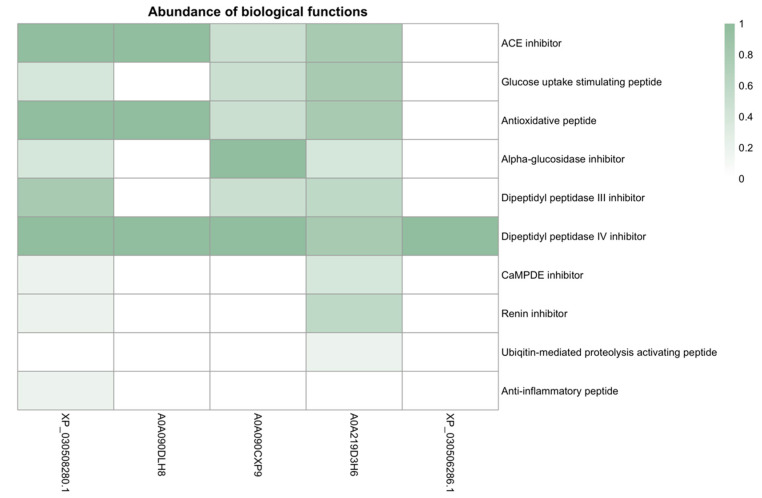 The heatmap represents the relative abundance of different biological activities of peptides obtained from five hemp proteins. Each cell in the map indicates the proportion of biological activity to the number of peptides identified for a given protein. Colors vary in intensity to reflect this proportion, with darker shades indicating higher abundance. Edestin 1 (A0A090DLH8), Edestin 2 (A0A090CXP9), Edestin 3 (A0A219D3H6), Vicilin C72 (XP_030508280.1), and NADPH-dependent aldehyde reductase 1 chloroplastic-like (XP_030506286.1).