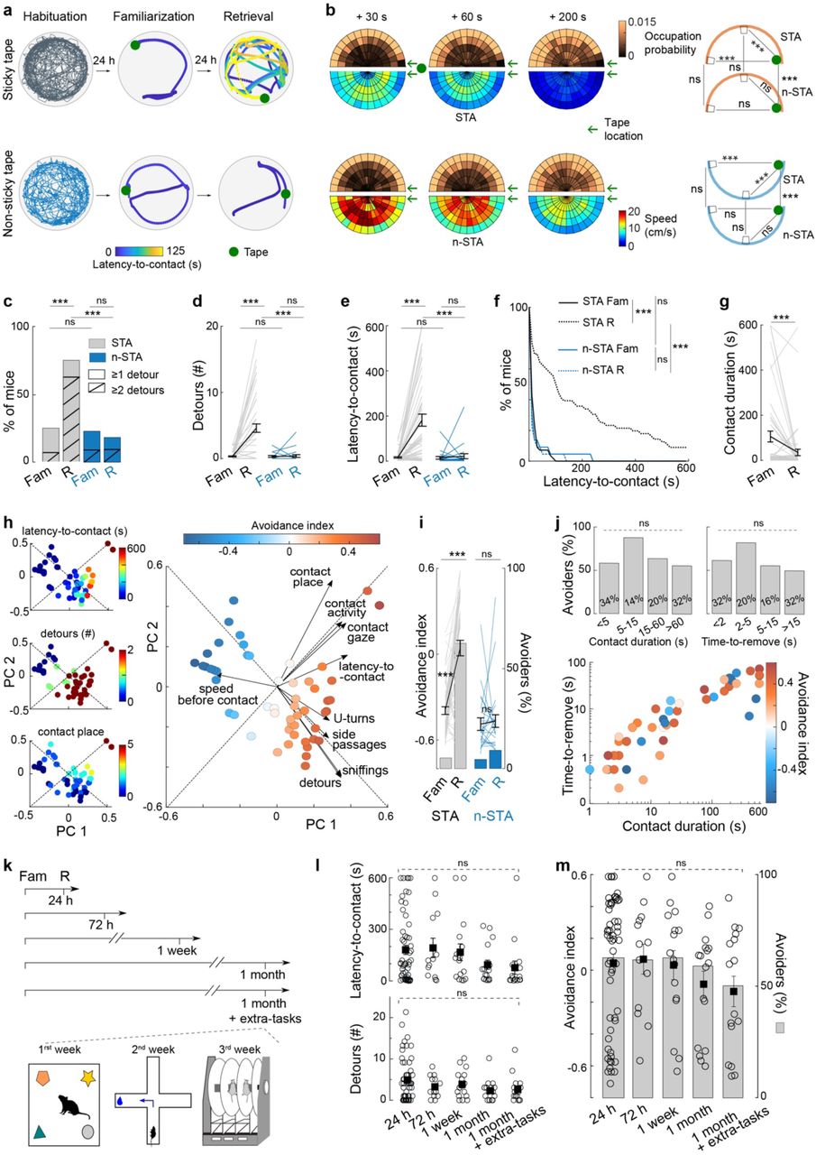 Induction of one-shot learning with the sticky-tape avoidance testa, Individual mouse trajectory in STA and n-STA tests. b, Average mouse trajectory in n-STA and STA during retrieval. 2D cumulative heat-maps of the mouse occupation probability and average speed. For STA, only mice with latency-to-contact superior to each timepoint are included (n=36, 34, 19); n-STA: n=22. Green arrow: tape position. Trajectories are symmetrized relative to the tape position. At retrieval, mouse occupation probability and speed are affected by the sticky tape, indicative of one-shot learning, but not in n-STA. Linear Mixed Model with Tukey post hoc tests. c-g, Mice subjected to STA (n=56) showed increased numbers of detours (c,d) and latency-to-contact (e,f) with decreased contact duration (g) between familiarization (Fam) and retrieval (R), while n-STA mice (n=22) show no changes. McNemar test (c), repeated-measures ANOVA with Tukey post hoc test (d,e), log-rank test (f) and paired two-sample t-test (g). h, Individual mice scoring quantified from a PCA-based avoidance index, computed from a linear combination of the first two principal components (PCs), overlaid with parameter values (left) or retrieval avoidance index (middle). Vectors quantify the contribution of each parameter to the first two PCs. i, Increase in avoidance index between familiarization and retrieval, and in the percentage of avoiders (bars). Paired two-sample t-test and McNemar test. j, Brief contact duration and time-to-remove (<5 and <2 seconds, respectively) at familiarization are sufficient for one-shot learning, with avoidance index similar to longer contacts. Avoiders for different time bins of contact duration and time-to-remove (top); Percentage: proportion of mice belonging to each time bin. Avoidance index as a function of contact duration and time-to-remove (bottom). Paired two-sample t-test and Chi-squared test. k,l,m, Robustness over time of one-shot learning, assessed with (k) four increasing time retention intervals (24 hours, n=56 mice; 72 hours, n=13; 1 week, n=16; 1 month, n=17), and over time (1 month) with extra-tasks (n=16 mice) (novel object recognition, crossmaze and rotarod). Latency-to-contact and detours (l), avoidance index and avoiders (bars) (m), do not show difference across these 5 conditions. One-way ANOVA (m,n) and Chi-squared test (n). Statistics are provided in the Methods. *p<0.05; **p<0.01; ***p<0.001.