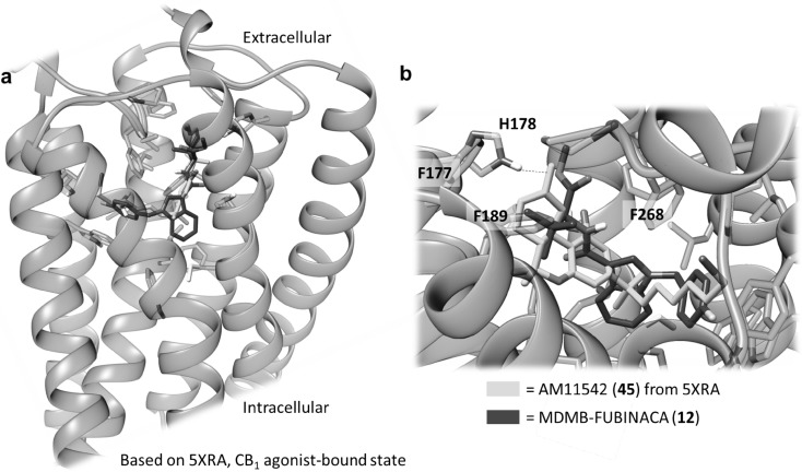 Docking of MDMB-FUBINACA (12) into the CB1 agonist state crystal structure reveals a plausible binding mode, in which the p-fluorobenzyl residue aligns with the alkyl side chain of the Δ9-THC-derived co-crystallized AM11542 (45, see Fig. 9)