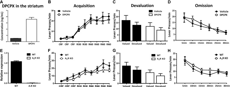 Pharmacological blockade and genetic knockout of A1Rs did not affect action-outcome association or goal-evaluation of instrumental behavior. (A) The concentration of DPCPX was detected in the striatum of mice 30 min after drug administration (n = 3/group), demonstrating the effectiveness of drug level we used. (B) Mice with and without DPCPX manipulation performed analogical learning curves in the acquisition of instrumental conditioning (between-subject effect, p = 0.597; drug administration X training interaction effect, p = 0.867). (C) Both DPCPX (p = 0.131) and vehicle (p = 0.370) groups displayed insensitive to outcome devaluation. (D) There didn’t show any difference between DPCPX and vehicle groups in the omission test (between-subject effect, p = 0.724; drug administration X testing time interaction effect, p = 0.580). (E) The knockout efficiency of A1R KO mice was confirmed by qPCR. (F) A1R knockout did not affect acquisition of instrumental behavior since there lack of main effect of genotypes (p = 0.219) and training sessions X genotypes interaction effect (p = 0.355). (G) A1R knockout mice and their littermates did not significantly decrease lever presses rate in the devalued condition (A1R KO group, p = 0.228; WT group, p = 0.263). (H) Both groups decreased their lever presses indistinctively in the omission test (genotypes main effect, p = 0.239; genotypes X testing time interaction effect, p = 0.817). All data was analyzed by two-way ANOVA for repeated measurement.