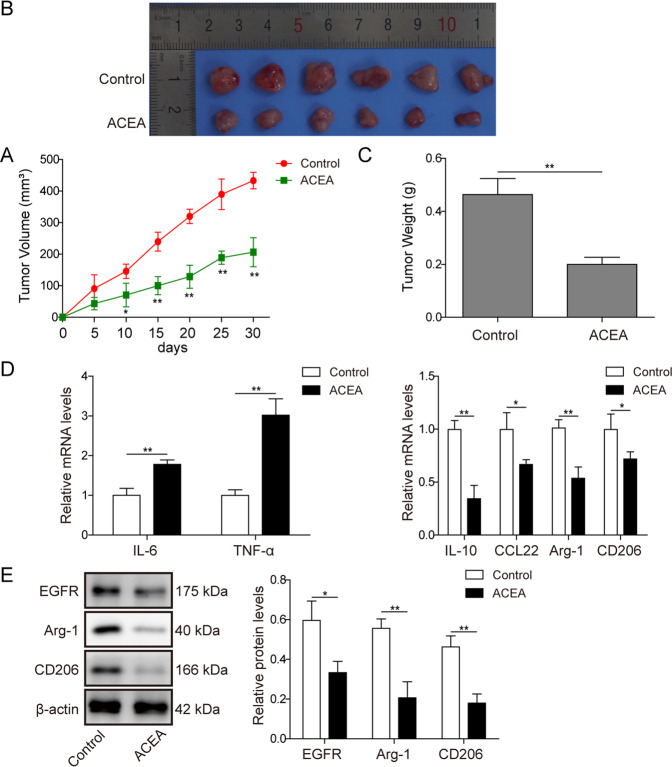CB1 activation suppressed tumorigenesis in vivo.SW480 cells were subcutaneously injected into nude mice and the tumors were treated with control or ACEA (1.5 mg/kg/d). A CB1 activation suppressed tumor growth. Representative tumors (B) and tumor weight (C) from different experimental groups. D QPCR analysis showed that CB1 activation increased the expression of IL-6 and TNF-α, and decreased the expression of IL-10, CCL-22, Arg-1 and CD206. E Western blot analysis showed that the expression of EGFR, Arg-1 and CD206 were decreased in the tumors of ACEA-treated mice. *P < 0.05; **P < 0.01.