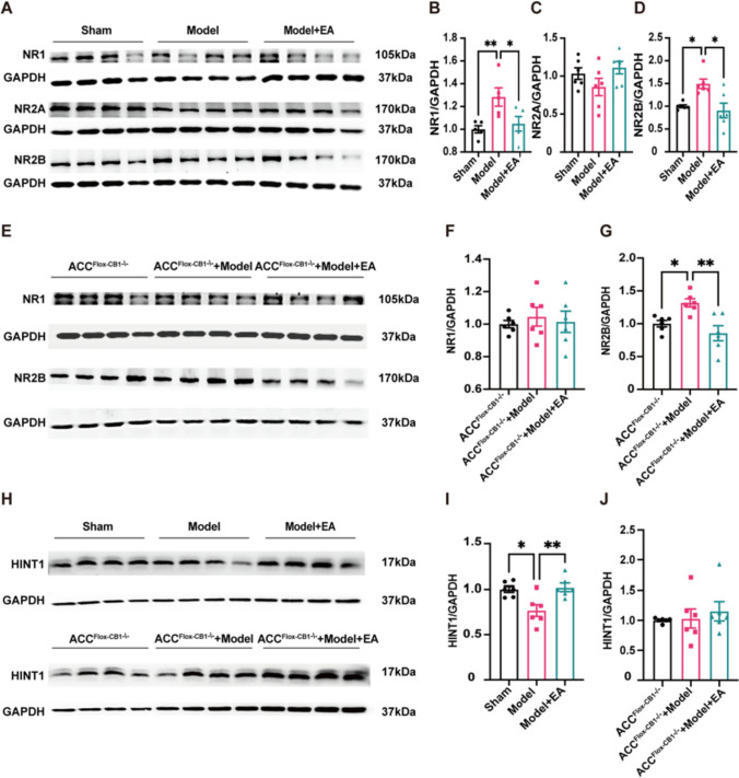 Electroacupuncture inhibits NMDAR through the interaction between CB1R and NR1 in ACC. (A) Representative gel image of NR1, NR2A, and NR2B protein levels in ACC. (B) Statistical diagram of relative expression level of NR1 protein in ACC of mice. EA reduces elevated NR1 protein expression in the ACC of model mice. Sham group: 1.0 ± 0.03, Model group: 1.28 ± 0.08, Model + EA group: 1.05 ± 0.06. (One-way ANOVA with LSD test, F (2,12) = 5.95, *P < 0.05. N = 5 for each group. * vs. Model + EA group, ** vs. Sham group). (C) Statistical diagram of relative expression level of NR2A protein in ACC of mice. EA did not produce differences in NR2A expression in the ACC of the three groups of mice. Sham group: 1.03 ± 0.08, Model group: 0.86 ± 0.11, Model + EA group: 1.11 ± 0.08. (One-way ANOVA with Bonferroni test, F (2,15) = 1.99, P > 0.05. N = 6 for each group. (D) Statistical diagram of relative expression level of NR2B protein in ACC of mice. EA reduces elevated NR2B protein expression in the ACC of model mice. Sham group: 1.0 ± 0.03, Model group: 1.49 ± 0.10, Model + EA group: 0.91 ± 0.16. (Tamhane T2 test, N = 6 for each group. * vs. Sham group and Model + EA group). (E) Representative gel image of NR1, and NR2B protein levels in mice with knockout of CB1R in ACC. (F) Statistical diagram of relative expression level of NR1 protein in mice with knockout of CB1R in ACC. Disappearance of EA effects on NR1 protein in three groups of mice after knockout of CB1R in ACC. ACCFlox−CB1−/− group: 1.0 ± 0.02, ACCFlox−CB1−/− + Model group: 1.04 ± 0.06, ACCFlox−CB1−/− + Model + EA group: 1.01 ± 0.07. (One-way ANOVA with Bonferroni test, F (2,15) = 0.202, P > 0.05. N = 6 for each group.). (G) Statistical diagram of relative expression level of NR2B protein in mice with knockout of CB1R in ACC. EA still reduces elevated NR2B in model mice after knockout of CB1R in ACC. ACCFlox−CB1−/− group: 1.0 ± 0.05, ACCFlox−CB1−/− + Model group: 1.32 ± 0.06, ACCFlox−CB1−/− + Model + EA group: 0.86 ± 0.11. (One-way ANOVA with Bonferroni test, F (2,15) = 8.77, P < 0.01. N = 6 for each group. * vs. ACCFlox−CB1−/− group, ** vs. ACCFlox−CB1−/− + Model + EA group). (H) Representative gel images of HINT1 protein levels in ACC in WT mice and mice that have knocked out the CB1R in ACC. (I) Statistical diagram of relative expression level of HINT1 protein in ACC of mice. EA was able to increase the decrease of HINT1 in the ACC of model mice. Sham group: 1.0 ± 0.03, Model group: 0.77 ± 0.07, Model + EA group: 1.02 ± 0.04. (One-way ANOVA with Bonferroni test, F (2,15) = 8.169, P < 0.01. N = 6 for each group. * vs. Sham group, ** vs. Model + EA group). (J) Statistical diagram of relative expression level of HINT1 protein in mice with knockout of CB1R in ACC. Disappearance of EA effects on HINT1 protein in three groups of mice after knockout of CB1R in ACC. ACCFlox−CB1−/− group: 1.0 ± 0.02, ACCFlox−CB1−/− + Model group: 1.03 ± 0.16, ACCFlox−CB1−/− + Model + EA group: 1.15 ± 0.16. (One-way ANOVA with Bonferroni test, F (2,15) = 0.374, P > 0.05. N = 6 for each group). Data are presented as mean ± SEM