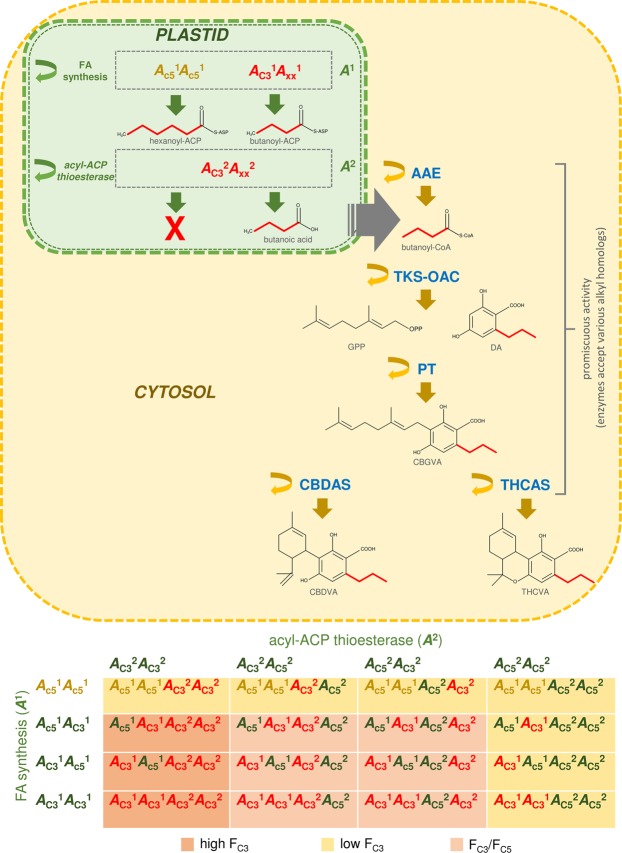 Speculative digenic epistatic model governing alkyl cannabinoid composition in THCAS homozygote plants. The dominant AC31 allele at the first gene pair governs one of four condensing, reductase or dehydrase reactions forming butanoyl-ACP. The partially dominant allele AC32 at the second gene pair encodes an acyl-ACP thioesterase with high catalytic efficiency (kcat) for butanoyl-ACP. The acyl-ACP thioesterase allows plastid exportation of butanoic acid for cytosolic-localised alky cannabinoid biosynthesis. The homozygous recessive genotype (Ac51 Ac51) at the first gene pair results in the exclusive production of hexanoic acid and is epistatic to the second gene pair encoding the 4:0-ACP thioesterase; acyl activating enzyme (AAE); acyl-acyl carrier protein (ACP); cannabidiolic acid synthase (CBDAS); cannabidivarinic acid (CBDVA); cannabigerovarinic acid (CBGVA); divarinolic acid (DA); fatty acid (FA); geranyl pyrophosphate (GPP); olivetolic acid cyclase (OAC); prenyltransferase (PT); delta(9)-tetrahydrocannabinolic acid synthase (THCAS); delta(9)-tetrahydrocannabivarinic acid (THCVA); tetraketide synthase (TKS); C5 alkyl cannabinoid fraction (FC5); C3 alkyl cannabinoid fraction (FC3).
