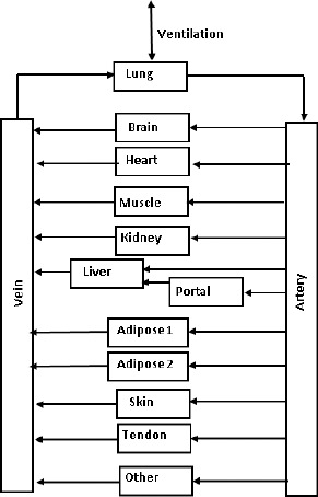 PBPK model used in PKQuest. The body is modeled by 12 tissue regions, arranged in parallel (except for the “portal” and “lung” tissue which are in series) connected by the “vein” and “artery” compartments. The tissue “portal” refers to the stomach, small and large intestine, spleen and pancreatic organs. The tissue parameters are listed in Table 1.
