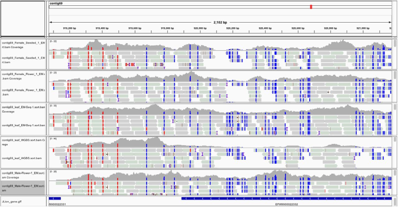 CpG methylation of the CHN14 chitinase gene (contig69) displayed across 4 tissues and one control library. Unmethylated CpGs are shown as blue and methylated bases are shown as red. Four EM-Seq libraries are shown (y-axis). The x-axis is genomic location. Genes with hypomethylated CpGs are suggested to be actively transcribed. IGV_2.4.14 genome browser displays the GFF annotation file as the bottom track.