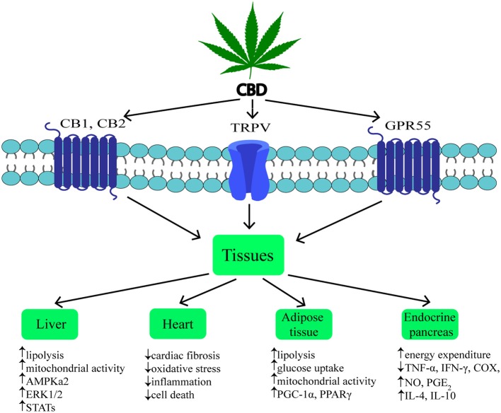 Mechanism and effects of CBD action on various tissues during obesity. ↑, increase; ↓, decrease; CBD, cannabidiol; CB1, cannabinoid receptor 1; CB2, cannabinoid receptor 2; TRPV1, transient receptor potential channel of vanilloid type 1; GPR55, G protein coupled receptor 55; AMPKa2, catalytic subunit of AMP-activated protein kinase; ERK1/2, extracellular signal-regulated kinase; STATs, signal transducers and activators of transcription; PGC-1α, peroxisome proliferator-activated receptor gamma coactivator 1-alpha; PPARγ, peroxisome proliferator-activated receptor gamma; TNF-α, tumor necrosis factor alpha; IFN-γ, interferon gamma; COX, cyclooxygenase; NO, nitrogen oxide; PGE2, prostaglandin E2; IL-4, interleukin 4; IL-10, interleukin 10.