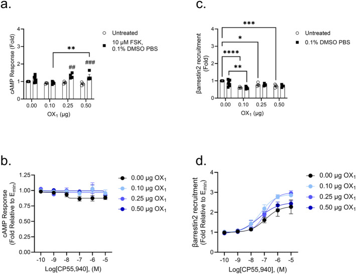 CB2‐dependent inhibition of cAMP and βarrestin2 recruitment in CB2‐OX1 cells. CHO cells stably expressing CB2 and transiently expressing OX1 were treated with 10 μM FSK and 0.1 nM–10 μM CP55,940 for 90 min to measure cAMP inhibition (A, B) or 0.1 nM–10 μM CP55,940 for 90 min to measure βarrestin2 recruitment (C, D). Data were fit to a 4‐parameter non‐linear regression and are represented as fold over vehicle. Data are mean ± SEM from n = 4–8 independent experiments performed in triplicate. *p < 0.05, **p < 0.01, ***p < 0.001, ****p < 0.0001 within treatment between groups; ## p < 0.01, ### p < 0.001 within groups between treatments as determined by two‐way ANOVA followed by Tukey's post hoc test.