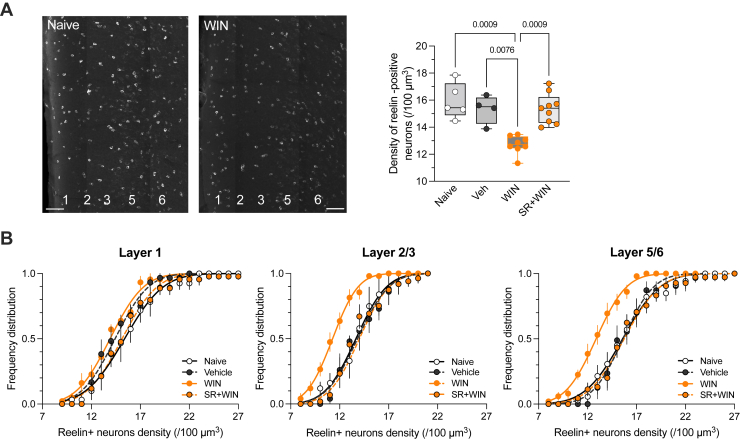 Single in vivo synthetic cannabinoid exposure affects the cellular density of reelin in specific PFC layers. (A) Confocal microscopy mosaic images of the prelimbic PFC area stained to visualize reelin in P40 naïve and WIN-treated mice (scale bars = 100 μm). Box and whiskers plot (box: median, 25th–75th percentiles; whiskers: minimum to maximum) showing the density of reelin-positive cells/volume as well as individual values obtained for each mouse. The median was 15.4 in naïve mice (n = 5 mice), 15.5 in vehicle-treated mice (n = 4 mice), 12.7 in WIN-treated mice (n = 8 mice), and 15.4 in SR+WIN-treated mice (n = 9 mice) (η2 = 0.603, p = .001, Kruskal-Wallis test). Only p values < .05 are indicated. (B) Cumulative distributions (means ± SEM) and fitting curves of the density of reelin-positive cells across the different PFC layers. The cumulative distributions reveal a specific effect of WIN in layers 2/3 and layers 5/6. The effect of WIN was blocked by the CB1 receptor antagonist SR. PFC, prefrontal cortex; SR, SR141716A; Veh, vehicle; WIN, WIN 55,212-2.