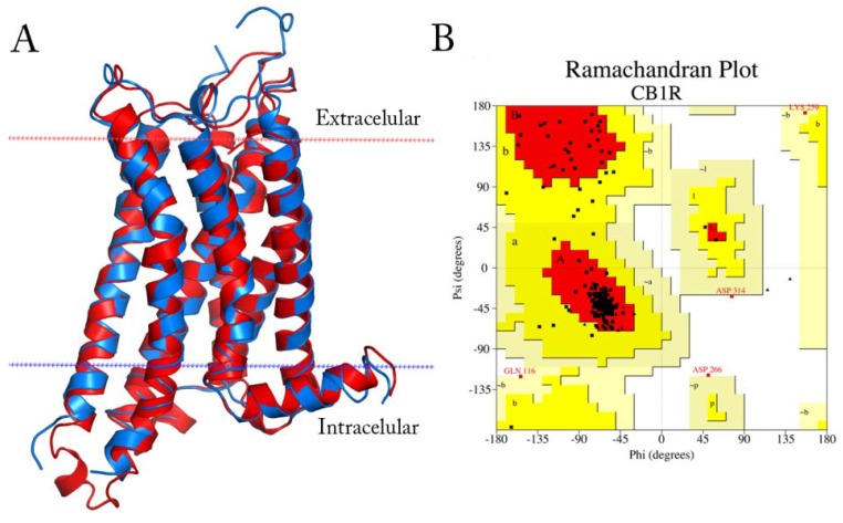 (A) Superimposition of the obtained CB1R model (red) with the A2AR template (blue). The plasma membrane is delimited by the red and blue dotted lines (B) Ramachandran plot for the CB1R model.