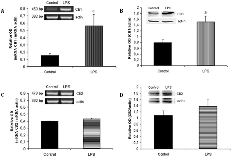 Effect of LPS on CB1 and CB2 levels.Densitometric analysis and expression of CB1 and CB2. Uterine explants were incubated without/with LPS (1 ug/ml) for 24 h and where subjected to RT-PCR and western blot analysis. Student t Test. a, p<0.05 vs control. Each gel was repeated three times with different samples. One representative gel/blot is shown.