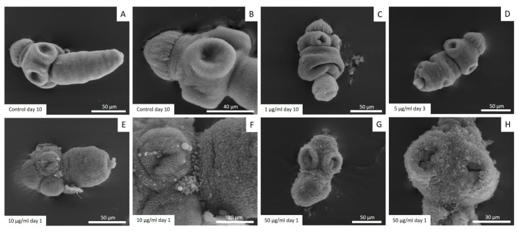 Representative images from scanning electron microscopy of E. granulosus s.s. protoscoleces treated in vitro with different CBD concentrations. Note the normal ultrastructure of protoscoleces (A,B), soma contraction (C), tegumental damage (D), presence of blebs in the tegument (E,F) and severe tegumental damage (G,H).