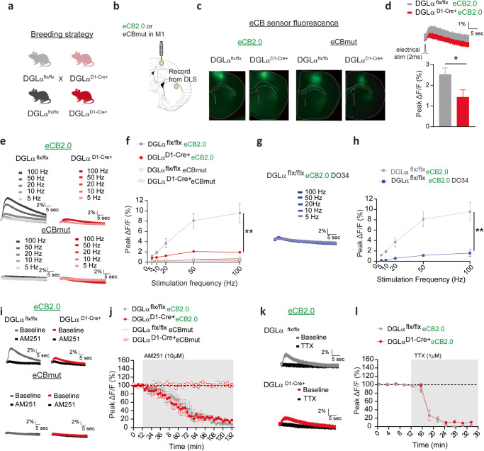 GRABeCB2.0 detects 2-AG signaling deficits in dMSN DGLα KO mice.a Schematic of breeding strategy. b Diagram showing viral eCB2.0 injections into M1 and recording site in the DLS. c eCB2.0 immunoreactivity in M1 somata and DLS inputs. d Top. Representative traces of normalized eCB transient evoked by a single electrical pulse. Bottom. Averaged peak amplitude. e Representative traces of eCB transients evoked by a train of electrical stimulation. f Averaged Peak amplitude of eCB transients as a function of stimulation frequency and number of pulses. g Representative traces and h averaged peak amplitude of eCB transients evoked by train electrical stimulation after preincubation with D034. i Representative traces before and after CB1 receptor antagonist, AM251. j Evoked eCB transients in the presence of AM251. k Representative traces before and after bath application of sodium channel blocker, TTX. l Evoked eCB transients in the presence of TTX. Data shown as the mean ± SEM. *p < 0.05, **p < 0.01.