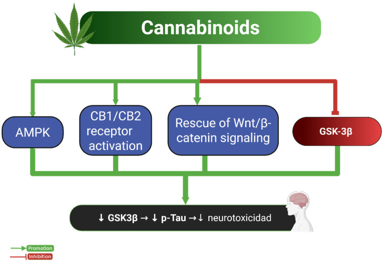 Neuroprotective effects of cannabinoids on Tau pathology. This diagram illustrates the molecular pathways through which cannabinoids reduce Tau phosphorylation and neurotoxicity. Cannabinoids activate AMPK and CB1/CB2 receptors, which in turn enhance Wnt/β-catenin signaling and inhibit GSK-3β activity. These interactions result in decreased p-Tau levels and reduced neurotoxicity. The green arrows indicate promotion, while the red lines indicate inhibition. Abbreviations and symbols: AMPK: AMP-activated protein kinase; CB1/CB2: cannabinoid receptor type 1 and type 2; Wnt: Wingless-related integration site; β-catenin: beta-catenin; GSK-3β: glycogen synthase kinase-3 beta; p-Tau: phosphorylated Tau; ↓: decrease; →: leads to. Figure created with BioRender.com.