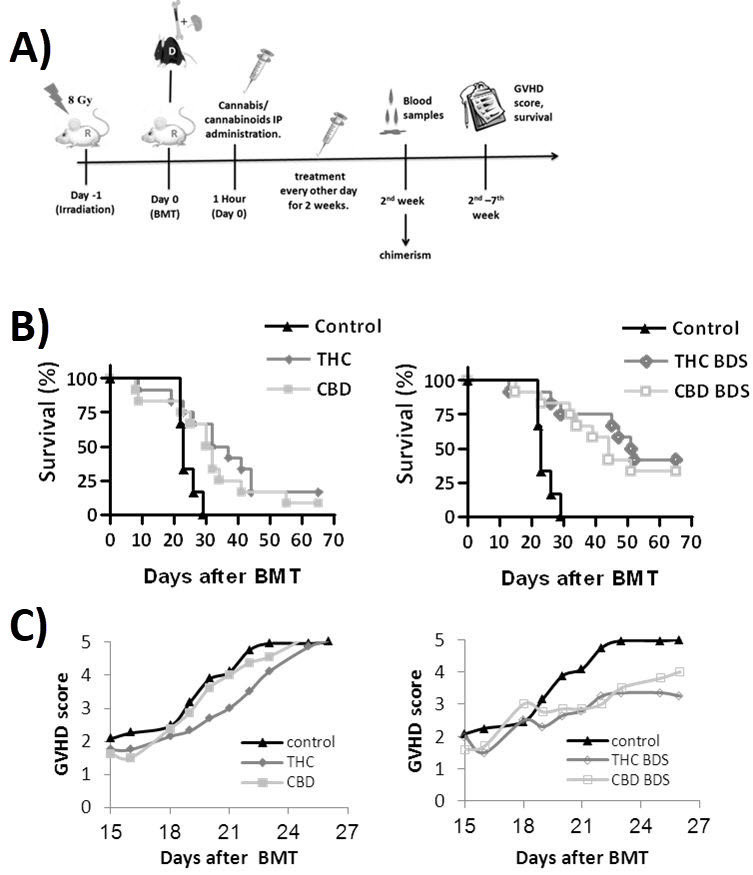 Cannabis/Cannabinoids Administration for Graft versus Host Disease (GVHD) Prophylaxis.A: Recipient BALB/c mice (R) received lethal whole-body irradiation and were reconstituted with 8×106 donor C57BL/6 (D) bone marrow cells and 2×106 spleen cells. Cannabis/cannabinoids were administered IP every other day, for 2 weeks from the day of transplantation. The clinical condition of the mice was evaluated for up to 67 days after transplantation. B: Survival curve THC and CBD, pure cannabinoids treated groups; THC BDS and CBD BDS, cannabis extracts treated groups. C: Average GVHD score THC and CBD, pure cannabinoids treated groups; THC BDS and CBD BDS, cannabis extracts treated groups. Modified from Figure 6 in Khuja et al.17; reused under creative commons license (CC BY 4.0).BDS, botanical drug substance; CBD, cannabidiol; IP, intraperitoneally; TCH, Δ9-tetrahydrocannabinol.