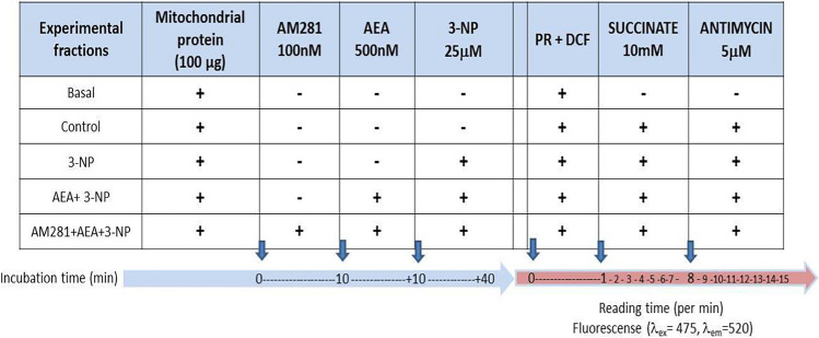 Experimental conditions tested in mitochondrial fractions to assess ROS formation